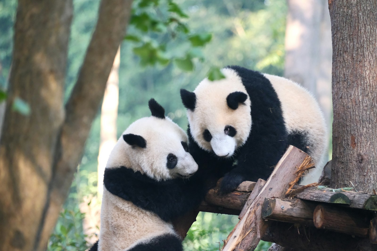 Chengdu