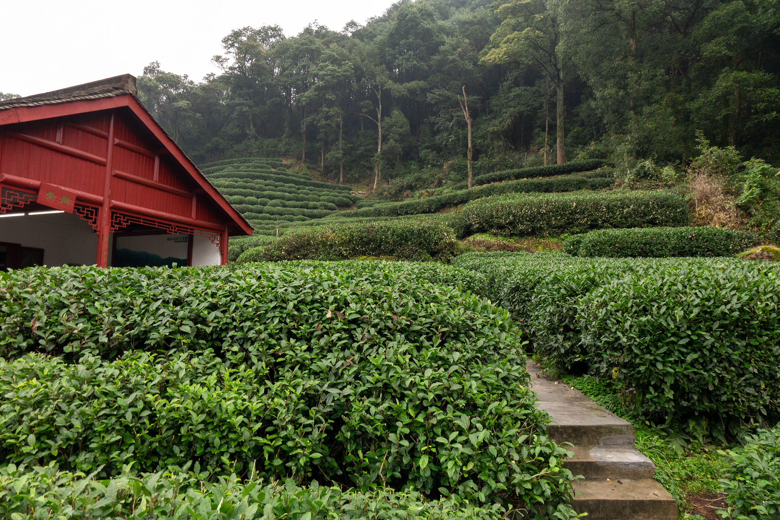 Terraced Longjing tea fields on the hills southwest of West Lake