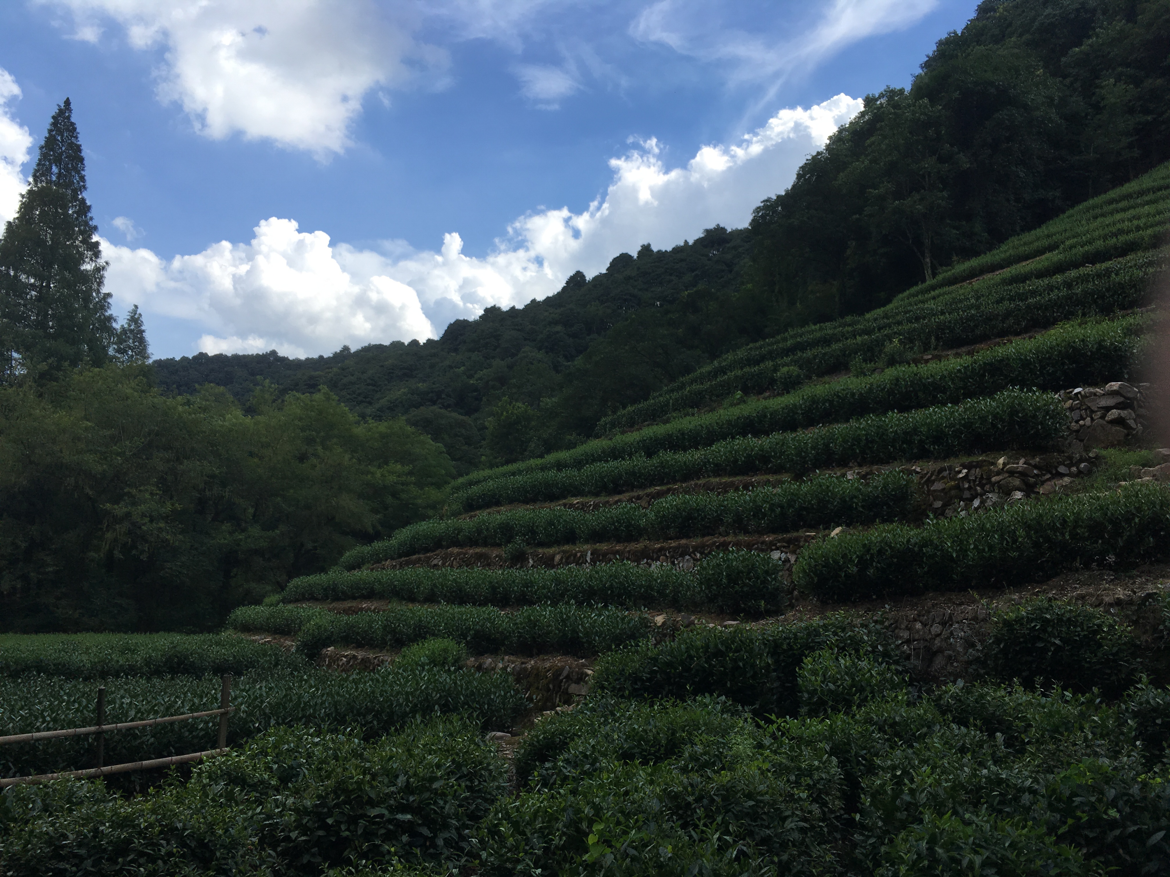 The Tea Terraces